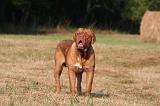 DOGUE DE BORDEAUX 404